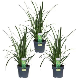Siergras, 3 stuks,  Struik, Kleur Groen,  Carex morrowii  Irish Green  - ↨30cm - Ø14