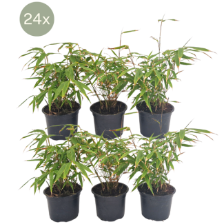 24x Bamboe, Niet Woekerend ,Polvormige Bamboe, Kleur Groen, Haag, Fargesia rufa - ↨25cm - Ø13, niet vermeerderend