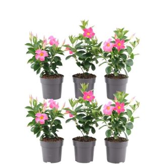Set van 6  Mandevilla, Trompetbloemige Klimplant, Kleur rose, Terrasplant, Balkonplant, Eenjarige Plant Mandevilla Sundaville Double Blush Pink Op Rek (Dipladenia) - Ø14cm - ↕40cm