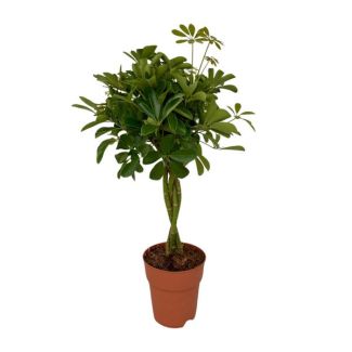Parapluplant, Groene Plant, Schefflera Compacta Ø19- 80cm Hoog