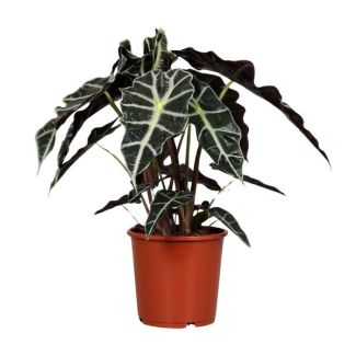 Olifantenoor,Groene Plant, Tropisch, Karakteristiek blad, Alocasia Polly - Ø17cm - ↕45cm