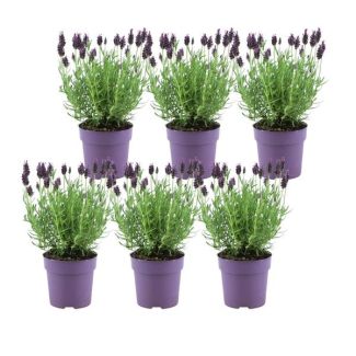 Set van 6 kuiflavendel,  Kleur Lila/Paars, Tuinplanten, Haag,  Lavandula stoechas Anouk® - 12 cm pot