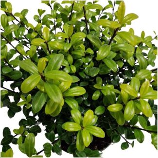 6  Stuk Japanse Hulst, De Perfecte Buxusvervanger, Groene Haag,  Ilex crenata  Jenny Ø12 cm - ↕25 cm
