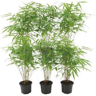 6x niet woekerend en polvormige Bamboe, Kleur groen, Fargesia rufa - ↨25cm - Ø12, niet vermeerderend