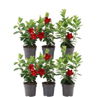 Dipladenia, Mandevilla, 6 stuks, Trompetbloemige Klimplant, Kleur rood, Terrasplant, Balkonplant, Eenjarige Plant,6 x Dipladenia Red - Mandevilla Red Ø12 cm - ↕25 cm