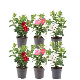 Dipladenia, Mandevilla Mix,   2 x Mandevilla Roze ,2 x Mandevilla Wit ,2 x Mandevilla Rood,Trompetbloemige Klimplant, Kleur rood, Terrasplant, Balkonplant, Eenjarige Plant,Mandevilla Summerstar Red Rek P19 - Ø19cm - ↕75cm