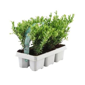 6 Stuks Japanse Hulst, De Perfecte Buxusvervanger, Groene Haag,  Ilex crenata  Jenny Ø7 cm - ↕15 cm
