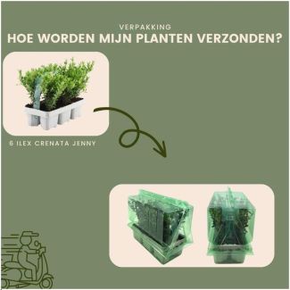 6 Stuks Japanse Hulst, De Perfecte Buxusvervanger, Groene Haag,  Ilex crenata  Jenny Ø7 cm - ↕15 cm