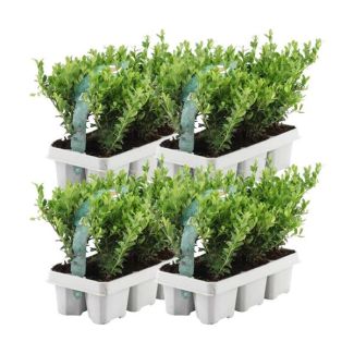 24 Stuks Japanse Hulst, De Perfecte Buxusvervanger, Groene Haag,  Ilex crenata  Jenny Ø7 cm - ↕15 cm