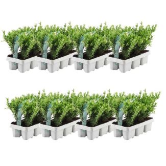 48 x Japanse Hulst, De Perfecte Buxusvervanger, Groene Haag,  Ilex crenata  Jenny Ø7 cm - ↕15 cm