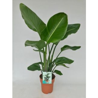 Witte Paradijsvogelplant, Tropische Groene Plant, Strelitzia Nicolai,  Ø19cm - ↕95cm