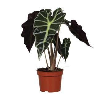 Olifantenoor, Groene Plant, Tropisch, Karakteristiek blad, Alocasia Polly - Ø12cm - ↕30cm