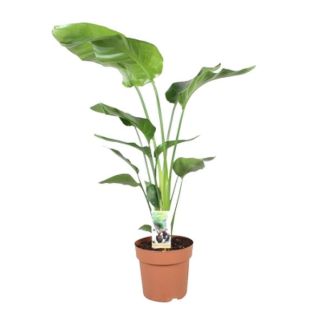 Witte Paradijsvogelplant, Tropische Groene Plant, Strelitzia Nicolai,  Ø21cm - ↕90cm