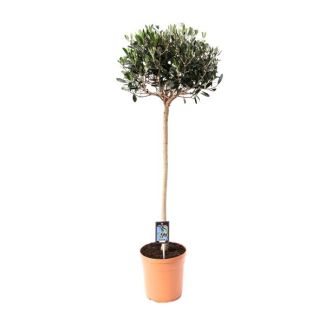 Olijfboom op stam, mediterrane sfeer, Fruitboom, Olijf Olea - Ø19cm - ↕80cm