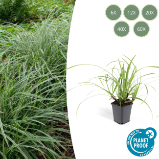 6 tot 60x Japanse zegge, Carex morrowi Ice Dance, simpele bodembedekker