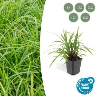 6 tot 60x Japanse zegge 'Irish Green'  Carex morrowii, onderhoudsvriendelijke buitenplant