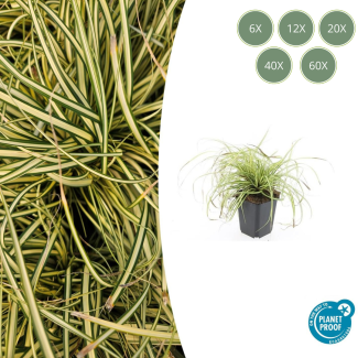 6 tot 60 Stuks Japanse Zegge / SchaduwZegge Evergold, Groen met GoudGele Middenstreep, Carex oshimensis Evergold   - ↕10-25cm - Ø9cm