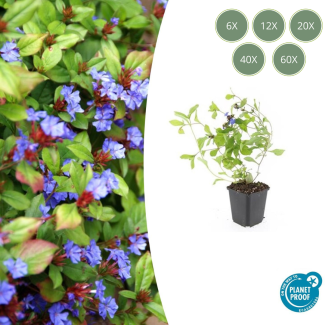 6 tot 60 Stuks Loodkruid / Ceratostigma plumbaginoides, Blauw/Paarse Bloemen, rood tot bronskleurig Blad in de Herfst - ↕10-25cm - Ø9cm