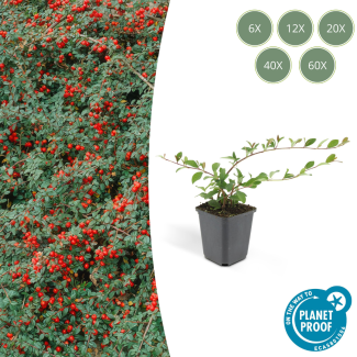 6 tot 60 Stuks Dwergmipel / Cotoneaster dammeri , Veelzijdige Bodembedekker, Witte Bloementjes, Rode Besjes in het Najaar - ↕10-25cm - Ø9cm