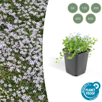 6 - 60 x Blue Star Creeper, Blauwe grondkruiper, Moeras isotoom (Isotoma fluviatilis), lage buitenplant