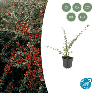6 tot 60 Stuk Dwergmispels / Cotoneaster suecicus 'Coral Beauty', Witte Bloementjes, Oranje/Rode Besjes in het Najaar   - ↕10-25cm - Ø9cm