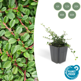 6 tot 60 Stuk Dwergmispels / Cotoneaster pro 'Streibs Findling', Veelzijdige Bodembedekker - ↕10-25cm - Ø9cm
