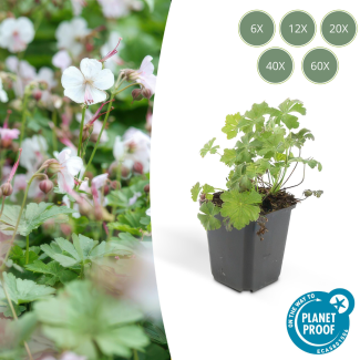 6 - 60 stuks Geranium cantabrigiense 'Biokovo' - ca ↕10- Ø9cm  laagblijvende kruipende bodembedekker