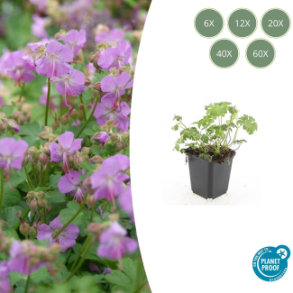 6x Geranium cantabrigiense Cambridge  Ooievaarsbek, Tuinplanten met Prachtige Rose Bloemen, Winterharde planten ↕10-25cm - Ø9cm