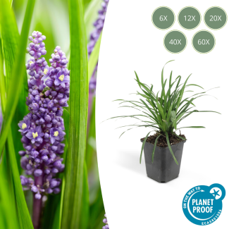 6 tot 60 Stuks Leliegras Moneymaker - Liriope muscari  - ↕10-25cm - Ø9cm - opvallende paarse bloemen