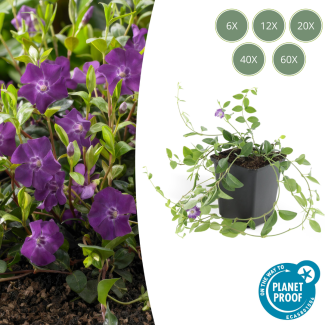 6 tot 60 x kleine maagdenpalm / Vinca minor Atropurpurea, krachtige bodemdekker met paarse bloemen