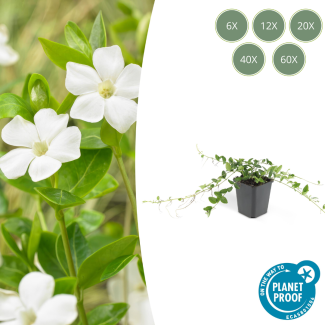 60 Stuks Maagdenpalm / Vinca minor Alba, Stervormige Witte Bloemen, Wintergroen,   - ↕10-25cm - Ø9cm