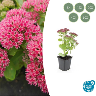 6 tot 60 stuks Sedum Herbstfreude / hemelsleutel - Roze bloei - Winterharde Vetplant - Herfstbloeiend