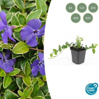 6 tot 60 stuks Maagdenpalm / Vinca minor Argenteovariegata, Blad met Zilverachtige Witte Rand met Paarse  Bloemen  ↕10-25cm - Ø9cm
