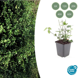 6  tot 60 stuks Kardinaalmuts / Euonymus fortunei 'Coloratus' - ↕10-25cm - Ø9cm
