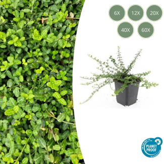 6  tot 60 Stuks Kardinaalmuts  'Minimus' / Euonymus fortunei, Sterke Wintergroene Bodembedekker  - ↕10-25cm - Ø9cm