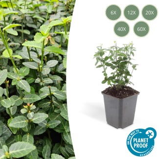 60 Stuks Kardinaalsmuts / Euonymus fortunei radicans, Klimplant, Bodembedekker, Groenblijvende Zeer Winterhard, ca ↕25cm - Ø9cm