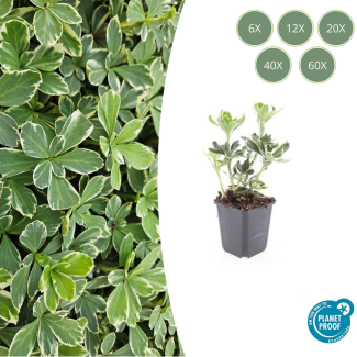 6 tot 60 stuks Dikkemanskruid  / Pachysandra terminalis 'Variegata' - Bodembedekkers schaduw -  ↕10-25cm | winterhard