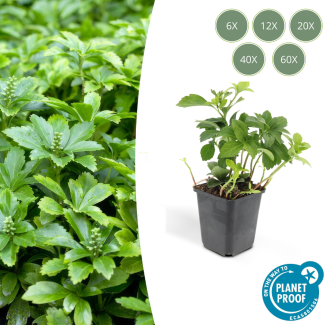 6 tot 60 Stuks Schaduwkruid Green Carpet / Pachysandra terminalis , Groenblijvende Bodembedekker  - ↕10-25cm - Ø9cm