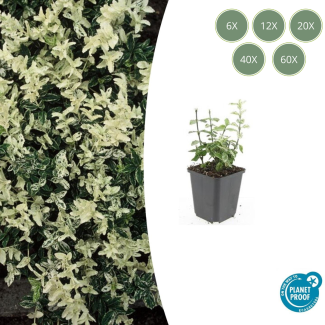 6 tot 60 Stuks Kardinaalmuts / Euonymus fortunei 'Harlequin', Blad Groen en Creme tot Witte tinten, Wintergroene Bodembedekker  - ↕10-25cm - Ø9cm