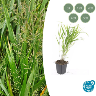 6 - 60 stuks Stuks Japans Siergras, Creme Pluimen, Hakonechloa macra - ↕10-25cm - Ø9cm