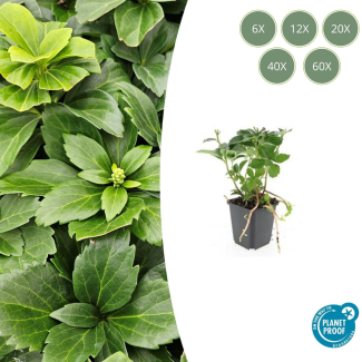6 tot 60 Stuks Schaduwkruid / Pachysandra terminalis, Groenblijvende Bodembedekker - ↕10-25cm - Ø9cm
