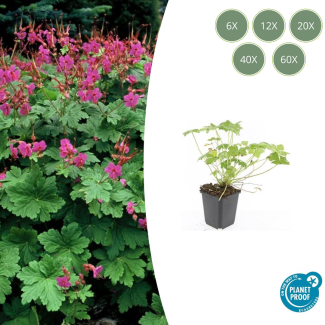 6 tot 60 Stuks Ooievaarsbek / Geranium macrorrhizum Czakor, Helder Rose Bloemen, Winterhard - ↕10-25cm - Ø9cm