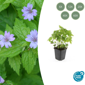 6 tot 60 Stuks Ooievaarsbek / Geranium Nodosum Lila Bloemen met donkere Aderen  - ↕10-25cm - Ø9cm
