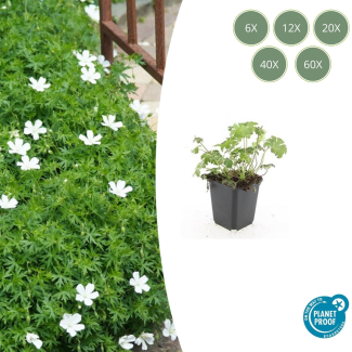 6 tot 60 stuks Ooievaarsbek  / Geranium sanguineum 'Album' -Witte Bloemen -  - ↕10-25cm - Ø9cm