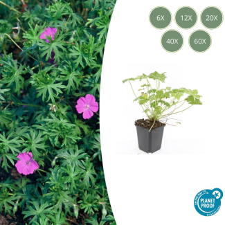 6 tot 60 Stuks Ooievaarsbek / Geranium  'Tiny Monster', Rose bloemen met donkere aderen- ↕10-25cm - Ø9cm