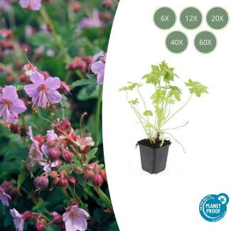 6 tot 60 Stuks Ooievaarsbek /  Geranium macrorrhizum, Lila, Blauw, Rose Bloemen,Winterhard - ↕10-25cm - Ø9cm