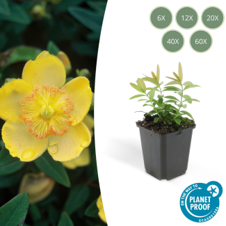 6 tot 60 Stuks Grote Hertshooi / Hypericum Calycinum, Aantrekkelijke Bodembedekker, - ↕10-25cm - Ø9cm