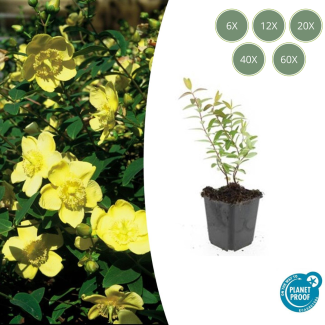 6 tot 60 Stuks Hershooi / Hypericum  Hidcote, Gele Bloemen  - ↕10-25cm - Ø9cm