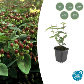 6 tot 60 Stuks Johanneskruid / Hypericum inodorum 'Rheingold', Hertshooi, Gele Bloemen en Sierlijke Bessen ↕10-25cm - Ø9cm