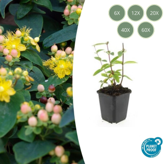 6 tot 60 Stuks Johanneskruid / Hypericum inodorum 'Annebel', Hertshooi, Gele Bloemen en Sierlijke Bessen ↕10-25cm - Ø9cm